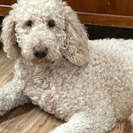 Goldendoodles from Lisa’s Goldendoodles