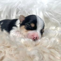 Yorkshire Terriers from The Pure Yorkie Co.