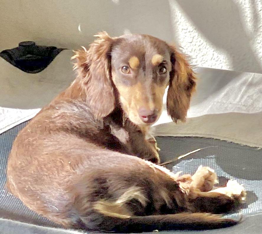 Brody