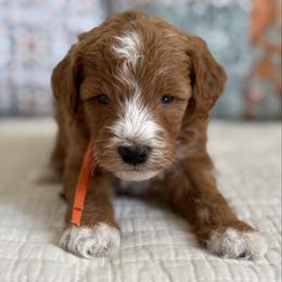 Mochi-orange - Red  male Goldendoodle puppy in Beckley, West Virginia from By Design Doodles
