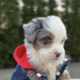 Orlando, blue eyes - male Australian Mountain Doodle puppy in Washougal, Washington from Sandy Creek Bernedoodles