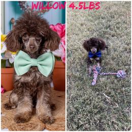 Willow - Poodle