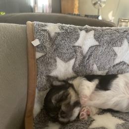 Ozzy - Black & tan tri-color male Morkie puppy in Taylorsville, North Carolina from Mountain Top Hot Tailz