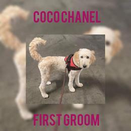 Goldendoodle Puppies from Lu Doodles