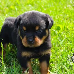 Rottweiler Puppies from Exodus Rottweilers