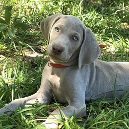 Weimaraners from Waggin' Weims