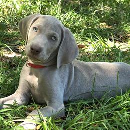 Weimaraners from Waggin' Weims