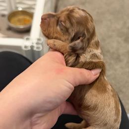 Shaded red dapple longhair male - Dapple male Dachshund puppy in El Paso, Texas from IVK9's Dachshunds