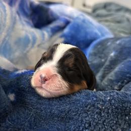 Artemis - Tri-color male Cavalier King Charles Spaniel puppy in Oroville, California from Happy Tails Kennel