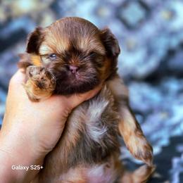 Avalon she's 2800 - Red female Shih Tzu puppy in Richmond, Texas from Aleka Shih Tzu