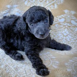 Boba - Silver male Poodle puppy in Marsing, Idaho from Araceli Toy Poodles
