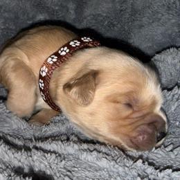 Brown Girl - Golden female Golden Retriever puppy in Rockwell, North Carolina from KnL Golden Acres