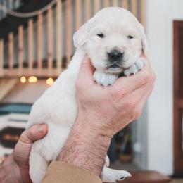 Sugar - Light golden female Golden Retriever puppy in Mason, Michigan from Sweet Breeze Acres