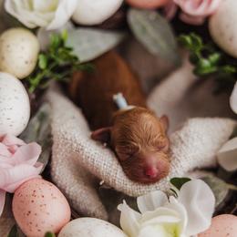 Baby Blue collar - Red  male Poodle puppy in Las Vegas, Nevada from Vegas Toy Poodles