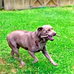 Dilute Retrievers from Sugarcreek Labs
