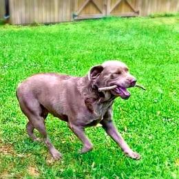 Dilute Retrievers from Sugarcreek Labs