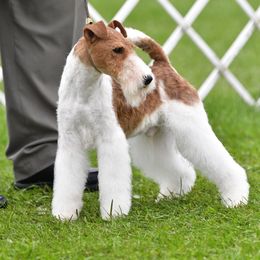 Redmayne - Wire Fox Terrier