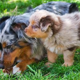 Australian Shepherd Puppies from Dream E River Ranch