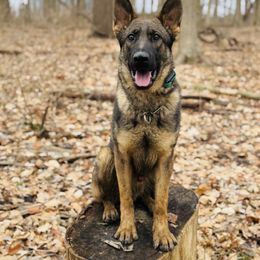 Mark von der Hohen Klippe - Sable German Shepherd puppy in Elwood, Indiana from Hohen Klippe German Shepherds