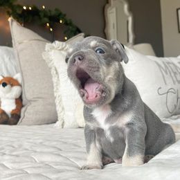 French Bulldog Puppies from Honey Bee Frenchies