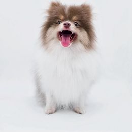 Dolly - Poodle