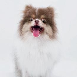 Dolly - Poodle