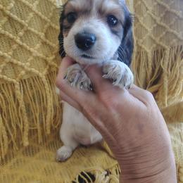Girl 1 - Piebald female Dachshund puppy in Clayton, Indiana from Love Struck Miniature Dachshunds