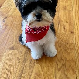 Biewer Terrier Puppies from Southern Star Biewers