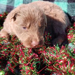 Soren - Isabella male German Shepherd puppy in Los Lunas, New Mexico from Mali's German Shepherds
