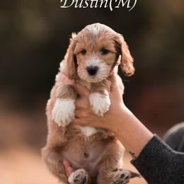 Dustin - Apricot male Goldendoodle puppy in Acton, Maine from Silver Pines Pups