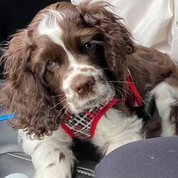 Cocker Spaniels from Pups of the Pines