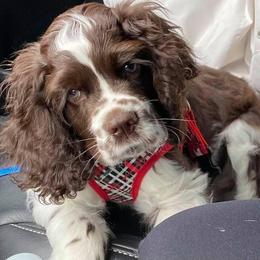 Cocker Spaniels from Pups of the Pines