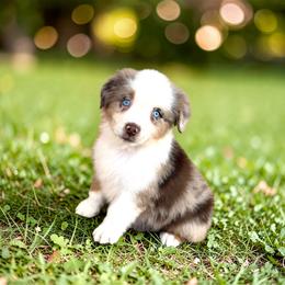 Pearl Hollo - Red merle female Australian Shepherd puppy in Statesville, North Carolina from Charming Australian Shepherds