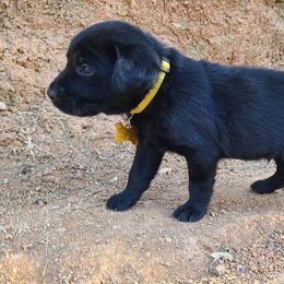Labrador Retriever Puppies from Labrador Trails