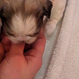 Shih Tzu Puppies from We Shih Tzu Not!