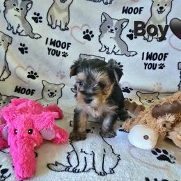 Sugar Cookie - Blue and gold male Yorkshire Terrier puppy in Nitro, West Virginia from Kathryn's Yorkies