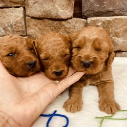 Goldendoodle Puppies from My Awesome Rover