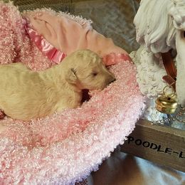 Poodle Puppies from Bear Cove Standard Poodles
