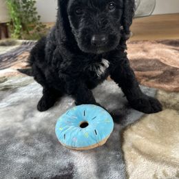 Bernedoodle Puppies from East Coast Bernedoodles
