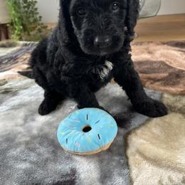 Bernedoodle Puppies from East Coast Bernedoodles