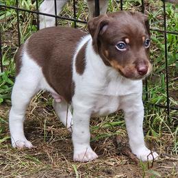 Thor - White, chocolate and tan male Rat Terrier puppy in Lynn, Alabama from Cryptic Rat Terriers