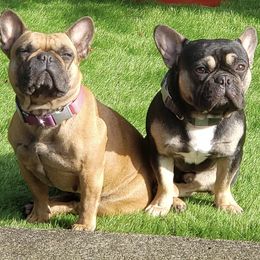 French Bulldogs from Puddletown Frenchies