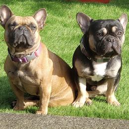 French Bulldogs from Puddletown Frenchies