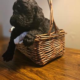 Poodle Puppies from Tommy Jones