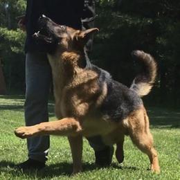 Bane - German Shepherd