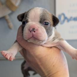 Blue boy 5 - Blue male Boston Terrier puppy in Oak Hills, California from All American Boston Terriers
