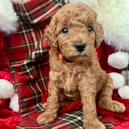 Merry - Red  female Goldendoodle puppy in Boise, Idaho from Goldendoodle Baby