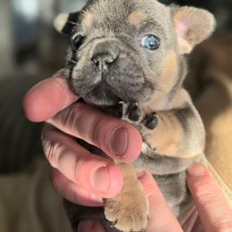 Bubbles - Blue fawn female French Bulldog puppy in Fayetteville, North Carolina from Burger's Pups
