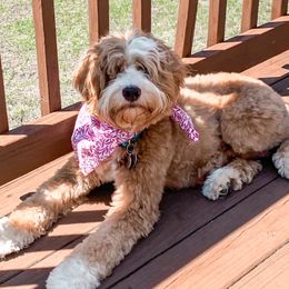 Quinn - Australian Labradoodle