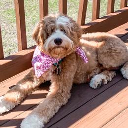 Quinn - Australian Labradoodle